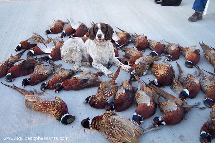 Pheasant Hunting Photo